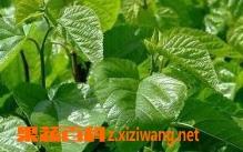 桑叶的功效与作用及食用方法 新鲜桑叶的功效与作用及食用方法