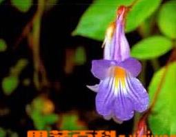 斑叶唇柱苣苔的功效与作用(斑叶唇柱苣苔的功效与作用及禁忌)