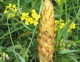 列当的功效与作用（列当的功效与作用,列当的副作用）