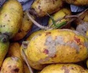 牛卵坨的功效与作用 牛卵坨的功效与作用图片