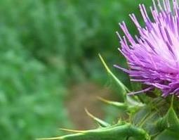 水飞蓟的功效与作用 水飞蓟的功效与作用长期服用吗