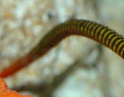 海龙的药用价值与功效