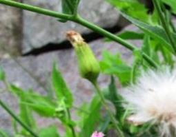 蒲公英和金银花的功效和作用（蒲公英和金银花功效与作用）