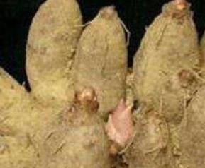 鸡爪芋的作用与功效及禁忌（鸡爪芋的作用与功效及禁忌是什么）