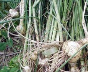 野小蒜的功效与作用（野小蒜的功效与作用开水烫）