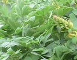 岩黄连的功效与作用 中药岩黄连的功效与作用