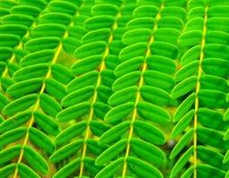 互叶铁线莲的功效与作用