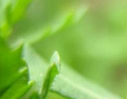 中药鹅不食草的功效与作用（中药鹅不食草的功效与作用是什么）