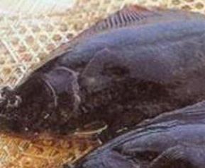 鼓眼鱼的功效与作用（鼓眼鱼的营养）