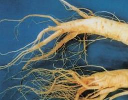 花旗参的功效 花旗参的功效和作用及食用方法