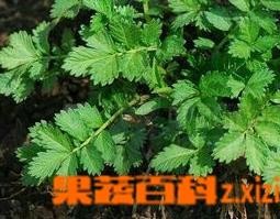 龙芽草图片（龙芽草图片大全）