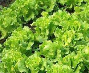 生菜如何种植（生菜如何种植与照顾）