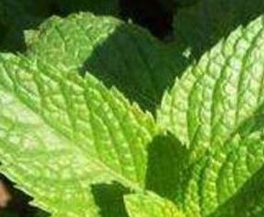 鱼香菜的功效与药用价值 香菜鱼汤功效与作用