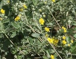 中药翻白草的功效和副作用 中药翻白草有什么用