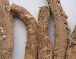 板蓝根的功效与作用 板蓝根的功效与作用吃法