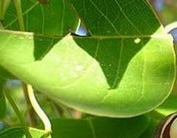 京大戟树的功效与作用（京大戟植物图片）