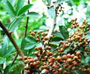 花椒藤椒与麻椒的区别（花椒藤椒与麻椒的区别图片）