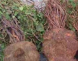 何首乌的功效与作用及食用方法