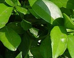 橘叶的功效与作用（橘叶的功效与作用及禁忌症）