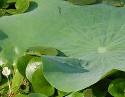 大浮萍的功效与作用 浮萍作用和功效