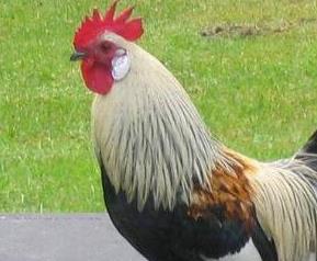 公鸡的营养价值及功效