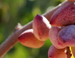 阿月浑子是什么（阿月浑子是什么水果）