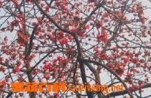 木棉花的功效与作用