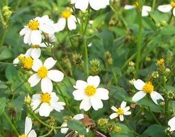 三叶鬼针草的功效与作用 三叶鬼针草的功效与作用是什么