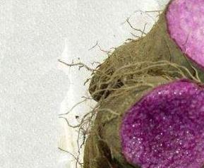 紫心山药的药用价值与功效作用(紫心山药的药用价值与功效作用图片)