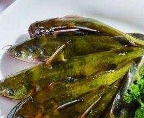 黄腊丁和什么相克（黄腊丁和什么相克食物）