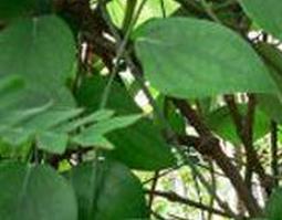 羊肌藤简介 伸筋藤百科