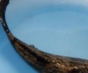 笋壳鱼有什么功效与作用(笋壳鱼有什么功效与作用及禁忌)