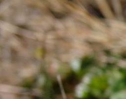 雪莲的营养价值及食用方法介绍 雪莲的营养价值及食用方法介绍视频