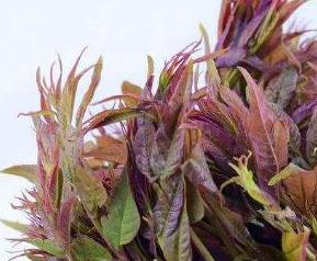 吃香椿的好处有哪些 吃香椿都有什么好处