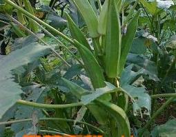 朝鲜补肾草的功效与作用 朝鲜补肾的中成药