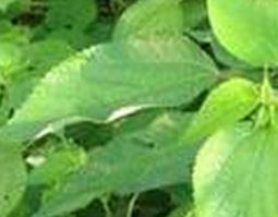 艾麻草图片（艾麻草功效）