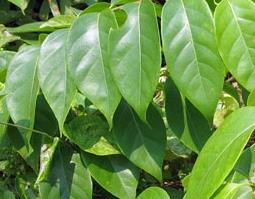 钩藤的功效与药用作用 钩藤功效与作用功效与作用