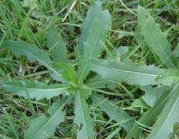 猪毛菜的功效与做法