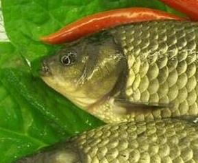 中药鲫鱼胆的功效与作用（中药鲫鱼胆的功效与作用图片）