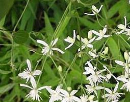 铁线莲的功效与作用