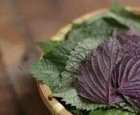 生姜紫苏水的功效与作用 紫苏水泡姜的功效