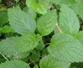 藿香叶的功效与作用