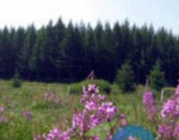 柳兰的功效与作用 柳兰有什么作用