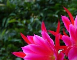 令箭荷花图片,令箭荷花的功效与作用 令箭荷花的花朵有什么用途吗