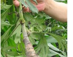 川乌的功效与作用(草乌的功效与作用)