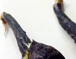 茄蒂的功效与作用（茄蒂的药用价值）