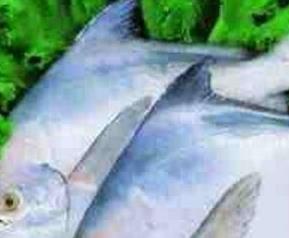 昌鱼的功效与作用（昌鱼的功效作用和禁忌）