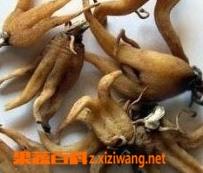 手掌参的功效与作用（西藏手掌参的功效与作用）