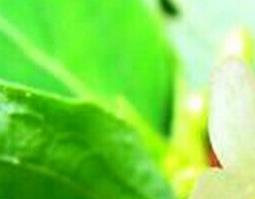 狭萼风吹箫的功效与作用