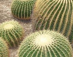 金琥的功效与作用 琥珀金珀的功效与作用